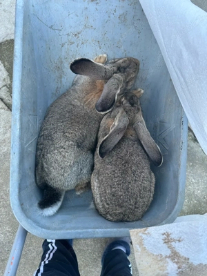 Ieprui urias germa de carne  - imagine 3