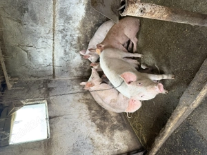 Porci vânzare rasă duroc pietran landrace  - imagine 3