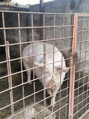 Scroafa de 300 kg  - imagine 2