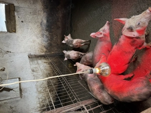 Porci vânzare rasă PIETRAN 