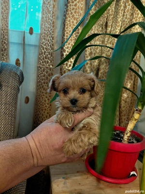 Maltipoo baietel si fetita . 2 vaccinuri