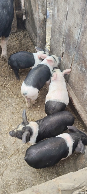 De vânzare 5 purceii 6 săptămâni  - imagine 2
