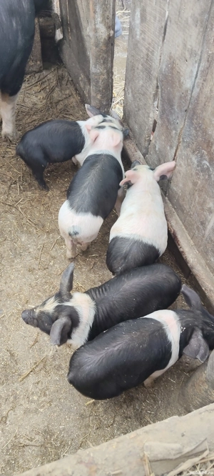 De vânzare 5 purceii 6 săptămâni 