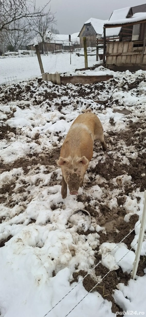 Purcea reproductie sau taiat - imagine 5