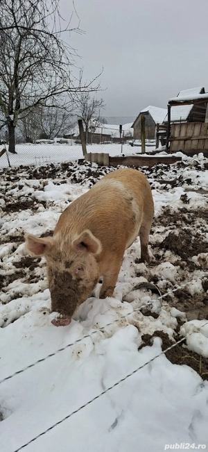 Purcea reproductie sau taiat - imagine 2