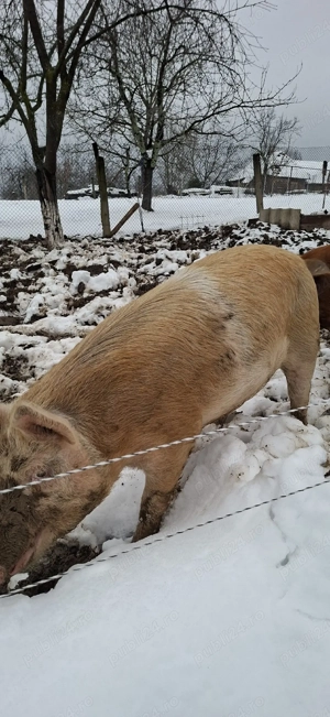 Purcea reproductie sau taiat - imagine 4