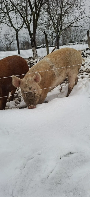 Purcea reproductie sau taiat