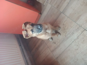 Femela de Ciobanesc belgian