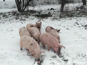 Porci de vânzare nr telefon   - imagine 3