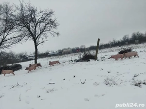 Porci de vânzare nr telefon   - imagine 2