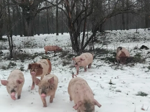 Porci de vânzare nr telefon   - imagine 4