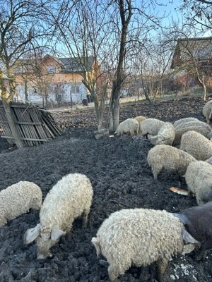 Porci Mangalita de vanzare, rasa pura  - imagine 3