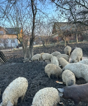 Porci Mangalita de vanzare, rasa pura  - imagine 2