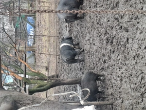 Vând porci bazna mangalita - imagine 2