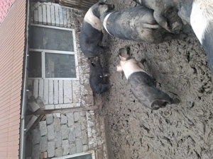 Vând porci bazna mangalita - imagine 3