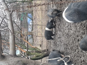 Vând porci bazna mangalita