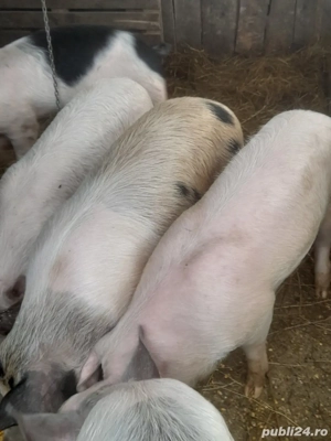 porc.       - imagine 5