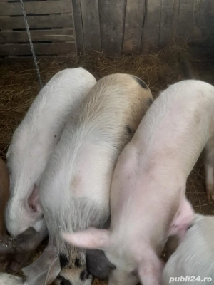 porc.       - imagine 4