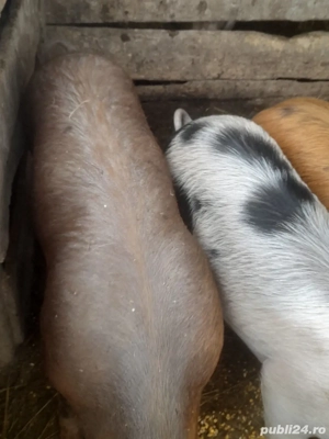 porc.       - imagine 2