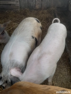 porc.       - imagine 3