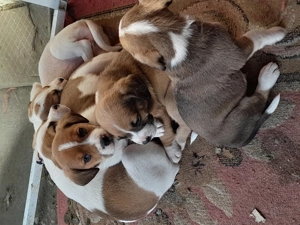 Vand căței beagle - imagine 3