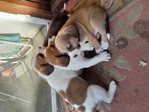 Vand căței beagle - imagine 2