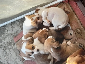 Vand căței beagle - imagine 4