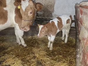 De vânzare vitica balțată  - imagine 2