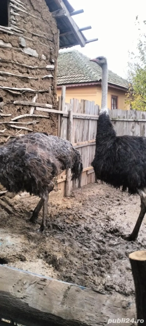 Vind sau schimb  - imagine 2