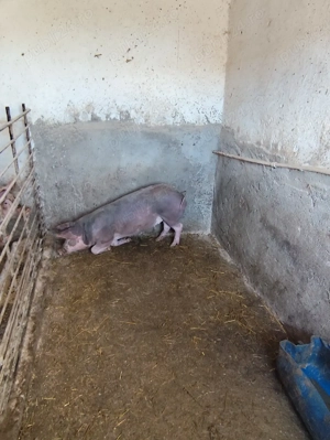 vând purcele - imagine 3