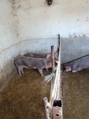 vând purcele - imagine 2