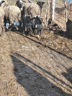 Oi Romanov  - imagine 5