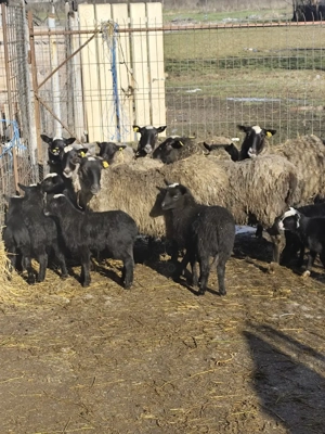 Oi Romanov  - imagine 2