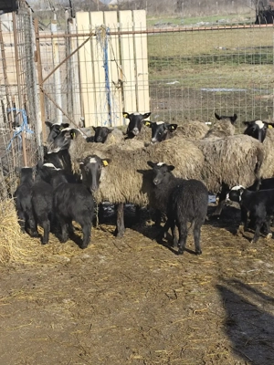 Oi Romanov  - imagine 3