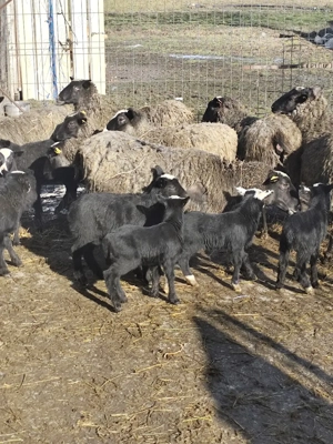 Oi Romanov  - imagine 4