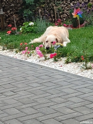 Ofer spre adoptie metis Labrador x Golden Retriever - imagine 4