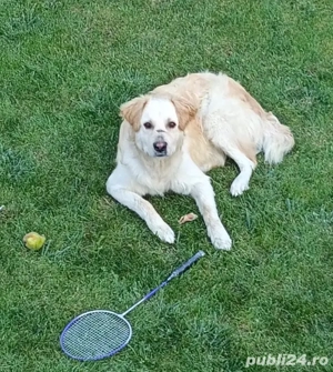 Ofer spre adoptie metis Labrador x Golden Retriever - imagine 2