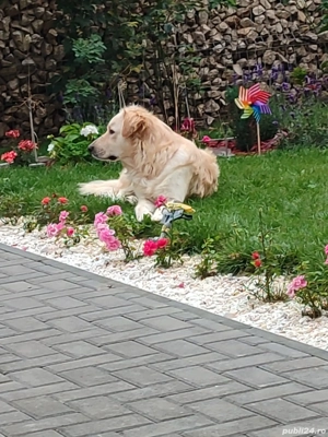 Ofer spre adoptie metis Labrador x Golden Retriever