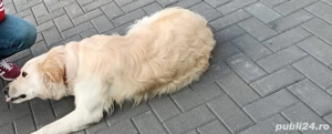 Ofer spre adoptie metis Labrador x Golden Retriever - imagine 3