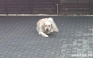 Ofer spre adoptie metis Labrador x Golden Retriever - imagine 5