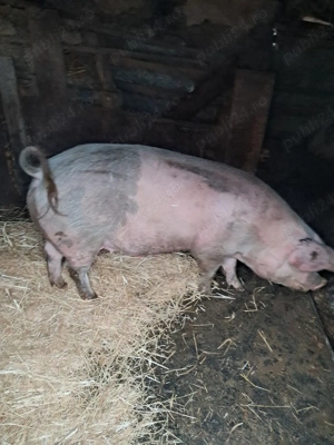 de vanzare jumate sau sfert  - imagine 2