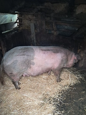 de vanzare jumate sau sfert  - imagine 3