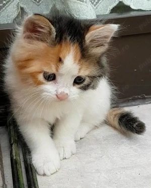 Siberiana de Pădure  - imagine 3