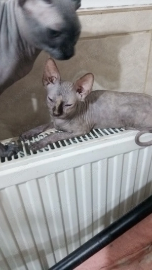 Pisica Sfinx caut casuta