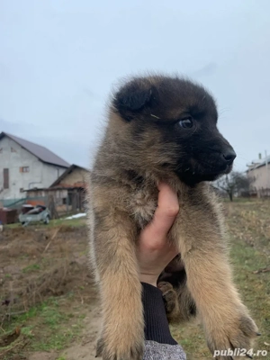 donez urget catel baiat - imagine 4