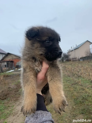 donez urget catel baiat - imagine 3