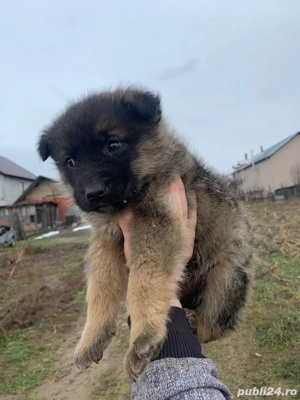 donez urget catel baiat - imagine 2