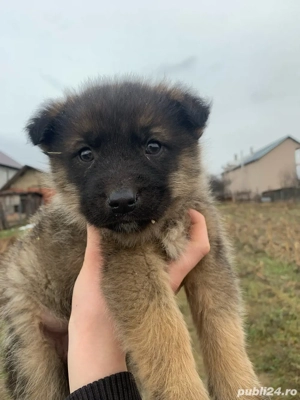 donez urget catel baiat - imagine 5