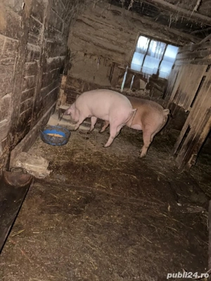 Purcei       - imagine 3