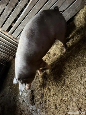 Purcei       - imagine 5